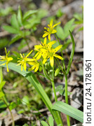 Гусиный лук желтый или Гагея желтая (лат. Gagea lutea) Стоковое фото, фотограф Елена Коромыслова / Фотобанк Лори