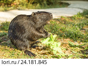 Нутрия, или коипу, или болотный бобр (лат. Myocastor coypus) — млекопитающее отряда грызунов, единственный вид семейства нутриевых (Myocastoridae). Стоковое фото, фотограф Наталья Гармашева / Фотобанк Лори