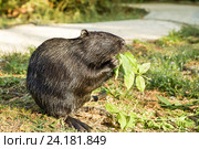 Нутрия, или коипу, или болотный бобр (лат. Myocastor coypus) — млекопитающее отряда грызунов. Стоковое фото, фотограф Наталья Гармашева / Фотобанк Лори