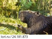 Нутрия, или коипу, или болотный бобр (лат. Myocastor coypus) — млекопитающее отряда грызунов. Крупный план. Стоковое фото, фотограф Наталья Гармашева / Фотобанк Лори