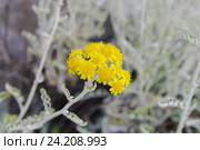 Крестовник цинерариевый ( лат.Senecio cineraria), соцветие, локальный фокус, малая ГРИП. Стоковое фото, фотограф Галина Хорошман / Фотобанк Лори