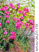 Армерия приморская (Armeria maritima, Plumbaginaceae). Декоративный садовый многолетний холодостойкий цветок. Стоковое фото, фотограф Евгений Мухортов / Фотобанк Лори