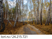 Уральские березки (2015 год). Стоковое фото, фотограф Юрий Хорев / Фотобанк Лори
