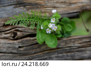 Полевые цветы на фоне деревянного забора. Стоковое фото, фотограф Кривошеева Светлана / Фотобанк Лори