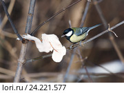 Синица большая. Great Tit (Parus major). Стоковое фото, фотограф Василий Вишневский / Фотобанк Лори
