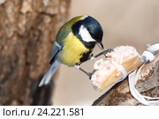 Синица большая. Great Tit (Parus major). Стоковое фото, фотограф Василий Вишневский / Фотобанк Лори