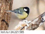 Синица большая. Great Tit (Parus major). Стоковое фото, фотограф Василий Вишневский / Фотобанк Лори