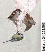 Синица большая и воробьи. Great Tit (Parus major). Стоковое фото, фотограф Василий Вишневский / Фотобанк Лори