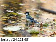 Синица большая. Great Tit (Parus major). Стоковое фото, фотограф Василий Вишневский / Фотобанк Лори