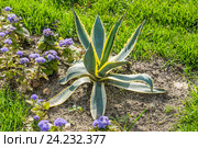 Агава американская (Agave americana) и Агератум Гаустона (Ageratum houstonianum) на клумбе в ЦПКиО им. Горького. Стоковое фото, фотограф Алёшина Оксана / Фотобанк Лори