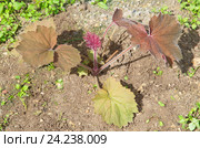 Гейхера (лат. Heuchera) Стоковое фото, фотограф Елена Коромыслова / Фотобанк Лори