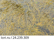 Fucus vesiculosus produces numerous gas-filled pneumatocysts (air bladders) to increase buoyancy. Стоковое фото, фотограф Валерия Попова / Фотобанк Лори