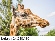 Жираф (Giraffa camelopardalis) Стоковое фото, фотограф Алёшина Оксана / Фотобанк Лори