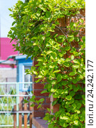 Листопадная лиана - Лимонник китайский ( лат.Schisandra chinensis ). Веранда дачи опутанная цветущей лианой. Стоковое фото, фотограф Евгений Мухортов / Фотобанк Лори