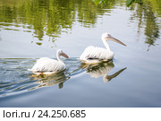 Розовый пеликан (Pelecanus onocrotalus) Стоковое фото, фотограф Алёшина Оксана / Фотобанк Лори