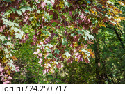 Декоративная форма клена явора ложноплатанового (Acer pseudoplatanus), сорт Purpurascens или Atropurpureum. Стоковое фото, фотограф Алёшина Оксана / Фотобанк Лори