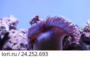 Морской риф - фиолетовая актиния и рыбы-клоуны Amphiprion ocellaris. Стоковое видео, видеограф Евгений Ткачёв / Фотобанк Лори