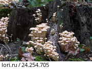 Ложноопёнок кирпично-красный (Hypholoma lateritium) на пне. Стоковое фото, фотограф Александр Курлович / Фотобанк Лори
