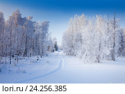 Birch grove on a frosty sunny day. Стоковое фото, фотограф Владимир Мельников / Фотобанк Лори