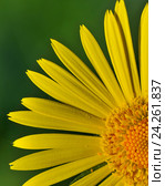 Дороникум (Doronicum) Стоковое фото, фотограф Александр Алексеев / Фотобанк Лори