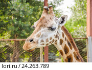 Жираф Ротшильда (Giraffa camelopardalis rothschildi) (2015 год). Стоковое фото, фотограф Алёшина Оксана / Фотобанк Лори