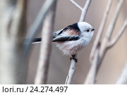 Синица длиннохвостая. Long-tailed Tit (Aegithalos caudatus). Стоковое фото, фотограф Василий Вишневский / Фотобанк Лори