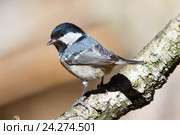 Московка. Coal Tit (Parus ater). Стоковое фото, фотограф Василий Вишневский / Фотобанк Лори