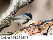 Московка. Coal Tit (Parus ater). Стоковое фото, фотограф Василий Вишневский / Фотобанк Лори