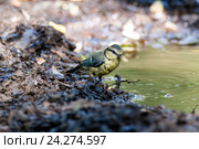 Лазоревка обыкновенная. Blue tit (Parus caeruleus). Стоковое фото, фотограф Василий Вишневский / Фотобанк Лори