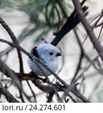 Гнездо. Синица длиннохвостая, Aegithalos caudatus. The nest of the Long-tailed Tit in nature. Стоковое фото, фотограф Василий Вишневский / Фотобанк Лори