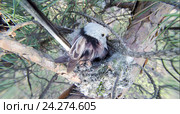 Гнездо. Синица длиннохвостая, Aegithalos caudatus. The nest of the Long-tailed Tit in nature. Стоковое фото, фотограф Василий Вишневский / Фотобанк Лори