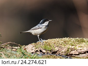 Московка. Coal Tit (Parus ater). Стоковое фото, фотограф Василий Вишневский / Фотобанк Лори