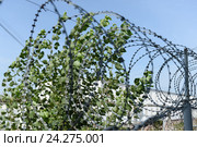Типичный тюремный пейзаж. Исправительная система Россия УФСИН (2015 год). Редакционное фото, фотограф Mikhail Erguine / Фотобанк Лори