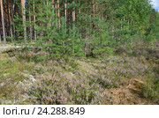 Природа Селигера. Вереск обыкновенный (лат. Calluna vulgaris) и ягель (лат. Cladonia rangiferina) на опушке соснового бора. Стоковое фото, фотограф Елена Коромыслова / Фотобанк Лори