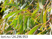 hakea laurina leaves. Стоковое фото, фотограф Яков Филимонов / Фотобанк Лори