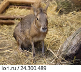 Mара, или патагонский заяц (Patagonian Mara) Стоковое фото, фотограф Галина Савина / Фотобанк Лори