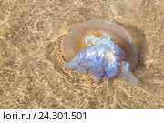 Крупная медуза на мелководье. Стоковое фото, фотограф Олег Белов / Фотобанк Лори