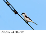 Сорокопут чернолобый. Lesser Grey Shrike (Lanius minor). Стоковое фото, фотограф Василий Вишневский / Фотобанк Лори