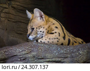 Сервал, или тростниковая кошка. Стоковое фото, фотограф Галина Савина / Фотобанк Лори