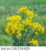 Якобея обыкновенная или Крестовник Якова ( лат. Jacobaea vulgaris, Senecio jacobaea L.). Дикорастущее ядовитое, лекарственное растение Сибири. Стоковое фото, фотограф Евгений Мухортов / Фотобанк Лори