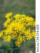 Якобея обыкновенная или Крестовник Якова ( лат. Jacobaea vulgaris, Senecio jacobaea L.). Дикорастущее ядовитое, лекарственное растение Сибири. Стоковое фото, фотограф Евгений Мухортов / Фотобанк Лори