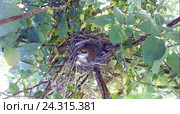 Гнездо. Сорокопут-жулан, Lanius collurio. The nest of the Common Shrike in nature. Стоковое фото, фотограф Василий Вишневский / Фотобанк Лори