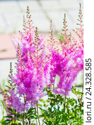 Цветущая розовая Астильба Арендса ,, Аметист ,, ( лат.  Astilbe arendsii "Amethyst" ). Декоративный многолетний садовый цветок. Стоковое фото, фотограф Евгений Мухортов / Фотобанк Лори