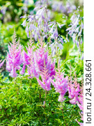 Цветущая розовая Астильба Арендса ,, Аметист ,, ( лат.  Astilbe arendsii "Amethyst" ) среди цветущей Хосты. Стоковое фото, фотограф Евгений Мухортов / Фотобанк Лори