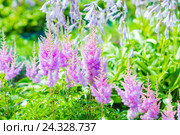 Цветущая розовая Астильба Арендса ,, Аметист ,, ( лат.  Astilbe arendsii "Amethyst" ). Декоративный многолетний садовый цветок. Стоковое фото, фотограф Евгений Мухортов / Фотобанк Лори