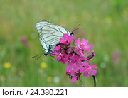 Спаривание бабочек боярышниц (Aporia crataegi) Стоковое фото, фотограф Голованов Сергей / Фотобанк Лори