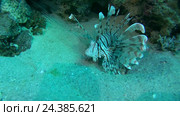 Крылатка (Pterois volitans) находится рядом с коралловым рифом. Стоковое видео, видеограф Некрасов Андрей / Фотобанк Лори