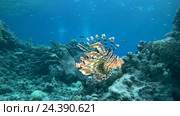 Крылатка (Pterois volitans) плавает возле коралловых рифов, Красное море, Дахаб, Синайский полуостров, Египет. Стоковое видео, видеограф Некрасов Андрей / Фотобанк Лори