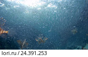 Рыбы Red lionfishs (Pterois volitans) и Hardyhead Silverside (Atherinomorus lacunosus) в Корал-Каньон, Красное море, Дахаб, Синайский полуостров, Египет. Стоковое видео, видеограф Некрасов Андрей / Фотобанк Лори