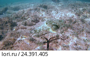 Дьявол Скорпион (Scorpaenopsis diabolus) движется вдоль дна, Красное море, Шарм-эль-Шейх, Синайский полуостров, Египет. Стоковое видео, видеограф Некрасов Андрей / Фотобанк Лори